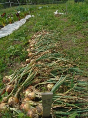 Harvesting Fall Onions